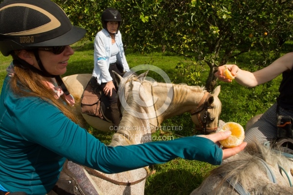 On the Trails with Hanna Stables