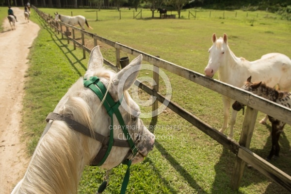 On the Trails with Hanna Stables