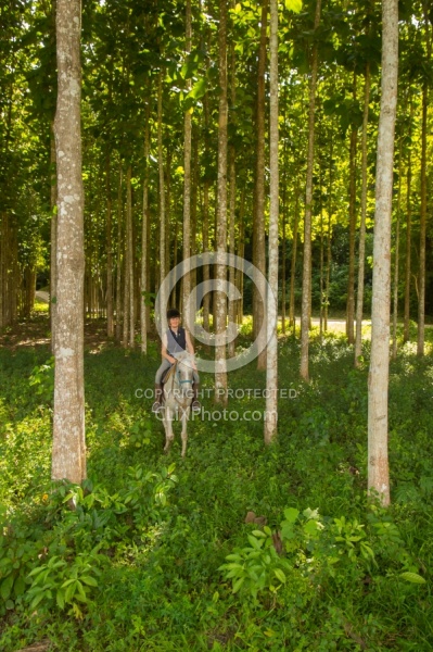 On the Trails with Hanna Stables