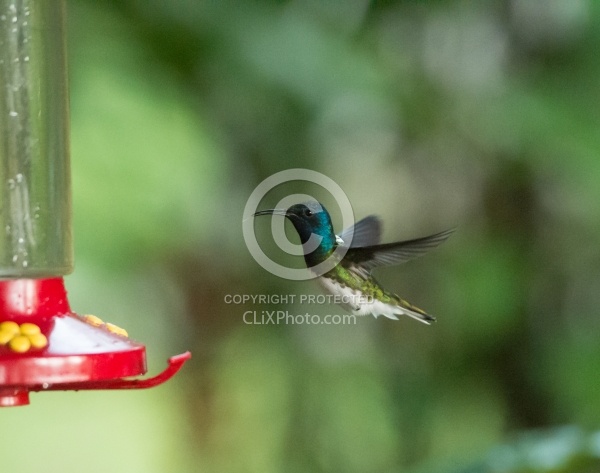 Mountain Equestrian Trails