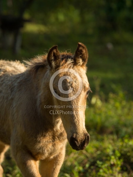 Mountain Equestrian Trails
