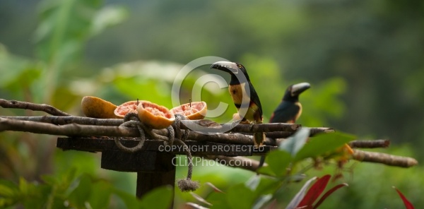 Mountain Equestrian Trails