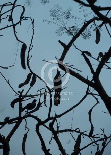 Hanna Stables Nabitunich