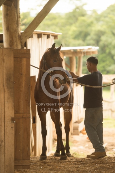 Hanna Stables Nabitunich