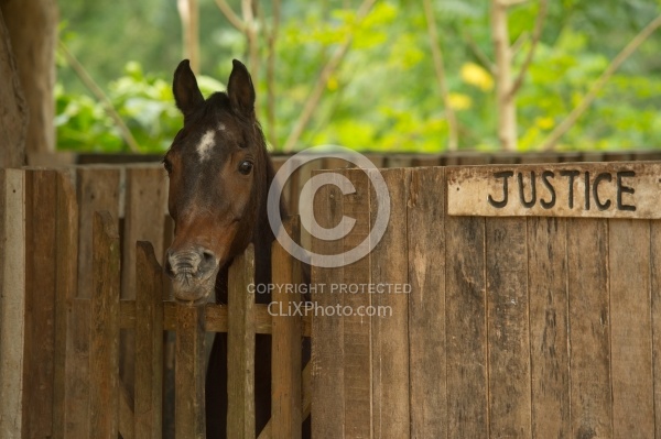 Hanna Stables Nabitunich