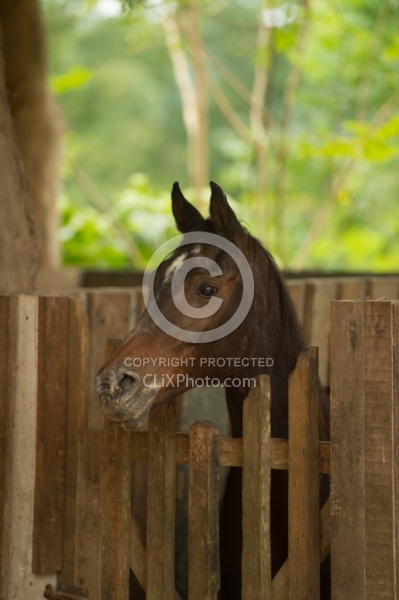 Hanna Stables Nabitunich