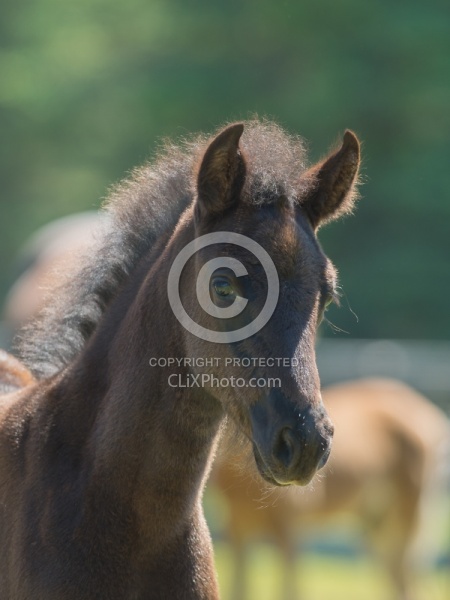 Rocky Mountain Foals