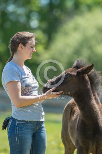 Rocky Mountain Foals