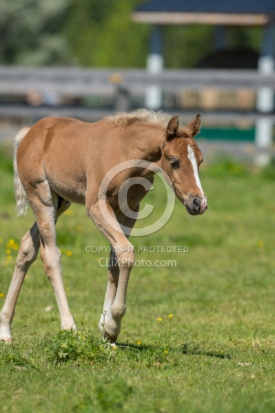 Rocky Mountain Foals