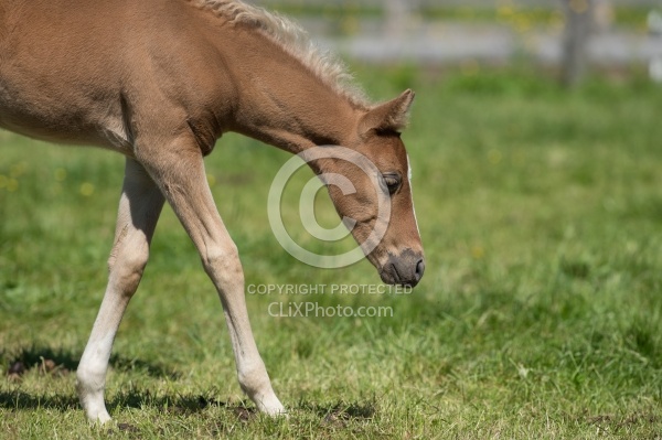 Rocky Mountain Foals