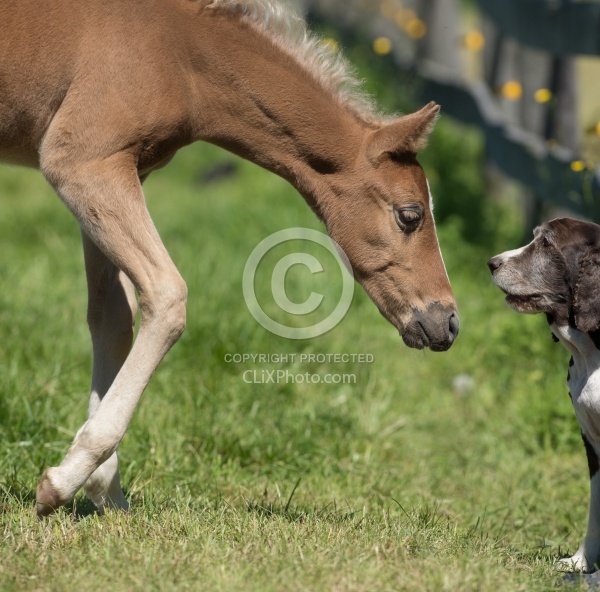 Rocky Mountain Foals