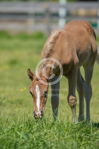 Rocky Mountain Foals