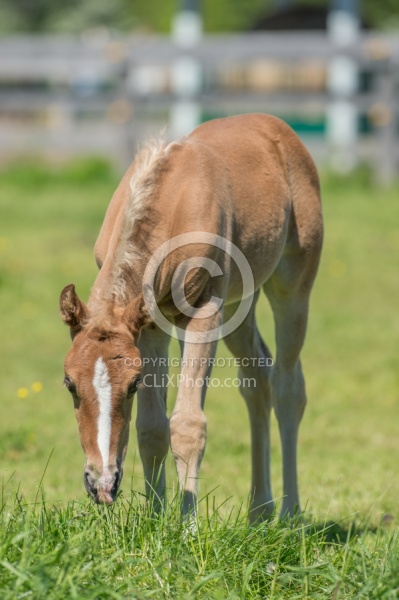 Rocky Mountain Foals