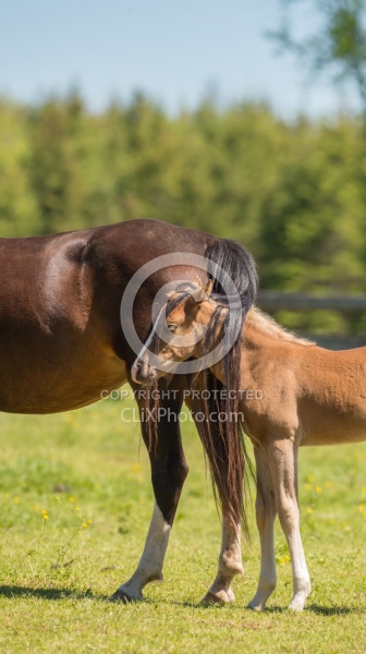 Rocky Mountain Foal