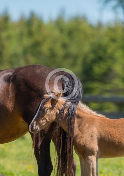 Rocky Mountain Foal