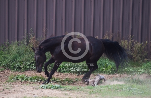 Dogs Chasing Horse in the Paddock Barn Dogs