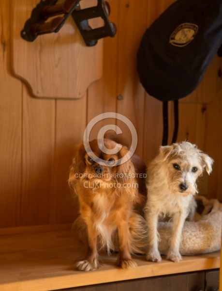 Tack Room Barn Dogs