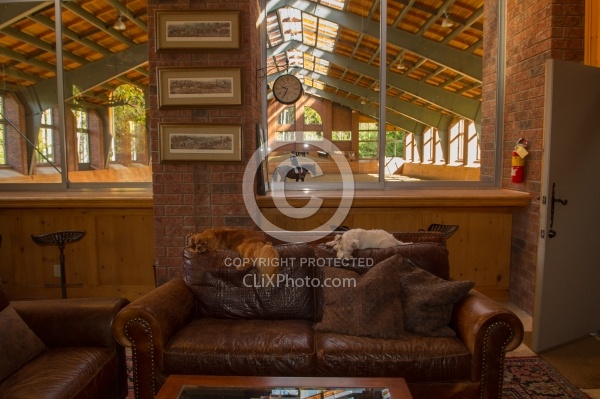 Deer Ridge Office Barn Dogs