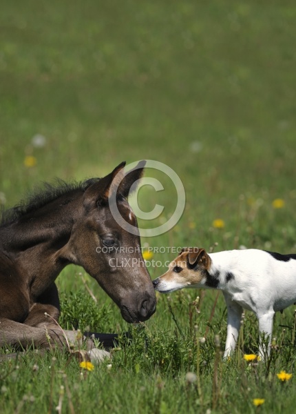 Mare and Foal Barn Dogs