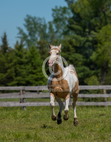 Spotted Saddle Horse Free Running