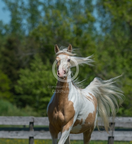 Spotted Saddle Horse Free Running