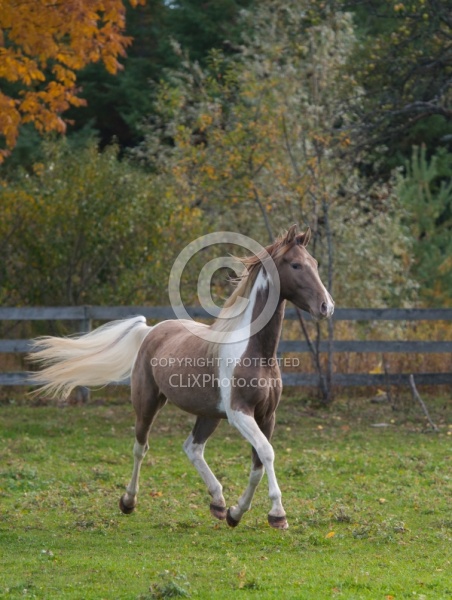 Spotted Saddle Horse Free Running Vertical Bonnie View Farms Spotted Saddle Horse Free Running