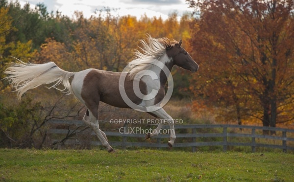 Spotted Saddle Horse Free Running Horizontal Bonnie View Farms Spotted Saddle Horse Free Running