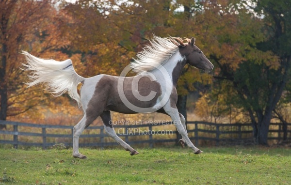 Spotted Saddle Horse Free Running Horizontal Bonnie View Farms Spotted Saddle Horse Free Running