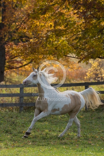 Spotted Saddle Horse Free Running Vertical Bonnie View Farms Spotted Saddle Horse Free Running