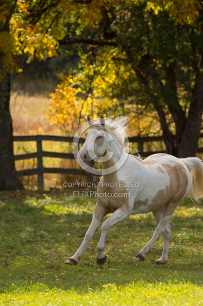 Spotted Saddle Horse Free Running Vertical Bonnie View Farms Spotted Saddle Horse Free Running