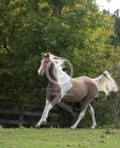 Spotted Saddle Horse Free Running Vertical Bonnie View Farms Spotted Saddle Horse Free Running