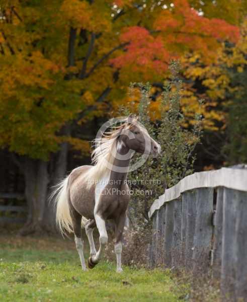 Spotted Saddle Horse Free Running Vertical Bonnie View Farms Spotted Saddle Horse Free Running