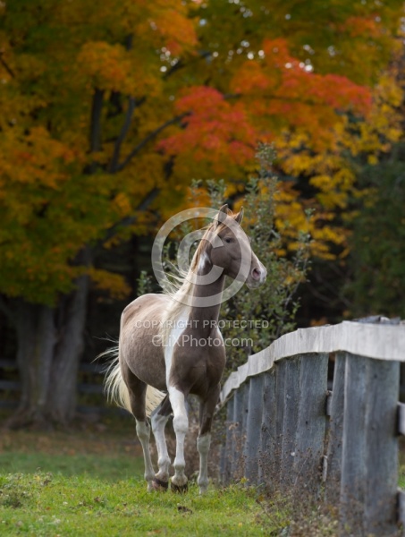 Spotted Saddle Horse Free Running Vertical Bonnie View Farms Spotted Saddle Horse Free Running