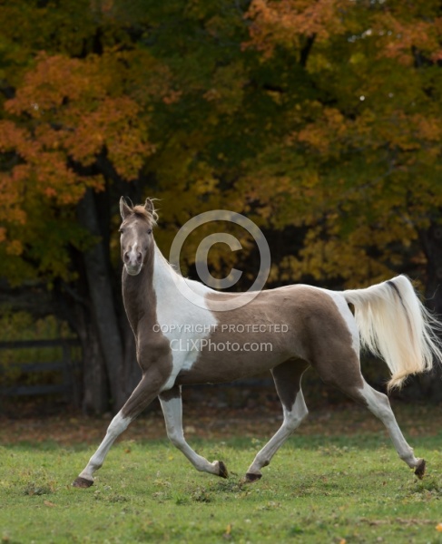 Spotted Saddle Horse Free Running Horizontal Spotted Saddle Horse Free Running