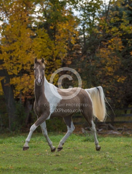 Spotted Saddle Horse Free Running Vertical Bonnie View Farms Spotted Saddle Horse Free Running
