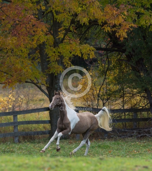 Spotted Saddle Horse Free Running Vertical Bonnie View Farms Spotted Saddle Horse Free Running