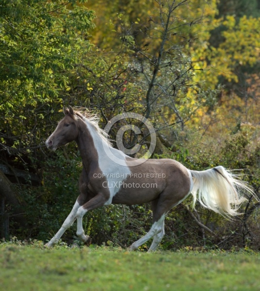 Spotted Saddle Horse Free Running Vertical Bonnie View Farms Spotted Saddle Horse Free Running