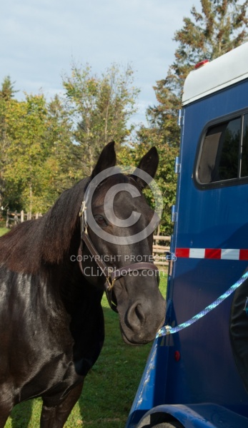 Horse at Trailer