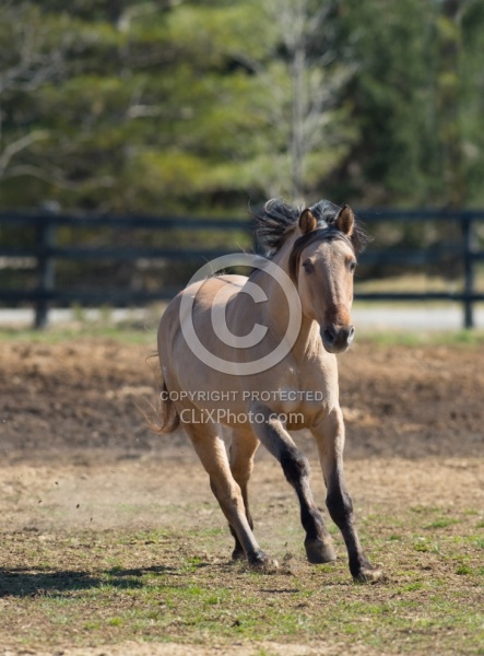 Kiger Mustang Free Running