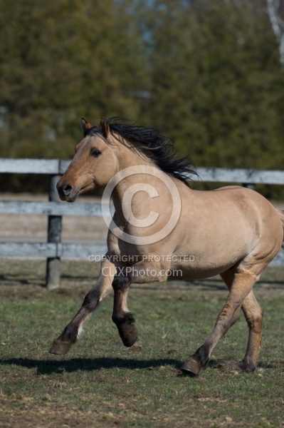 Kiger Mustang Free Running
