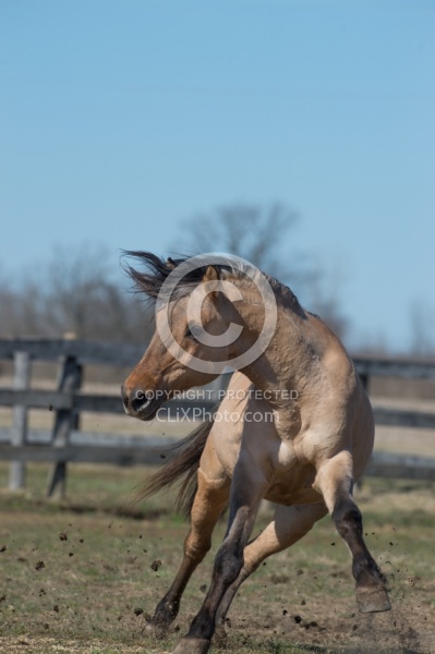 Kiger Mustang Free Running