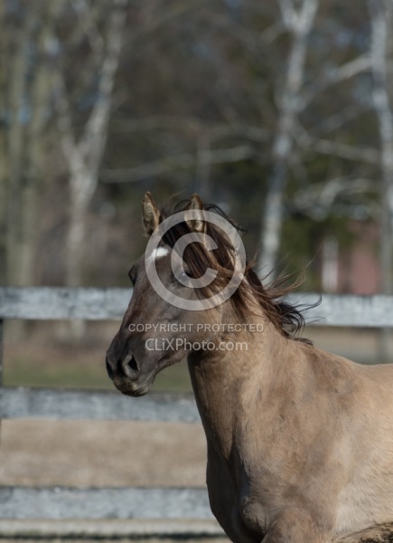 Kiger Mustang Portrait