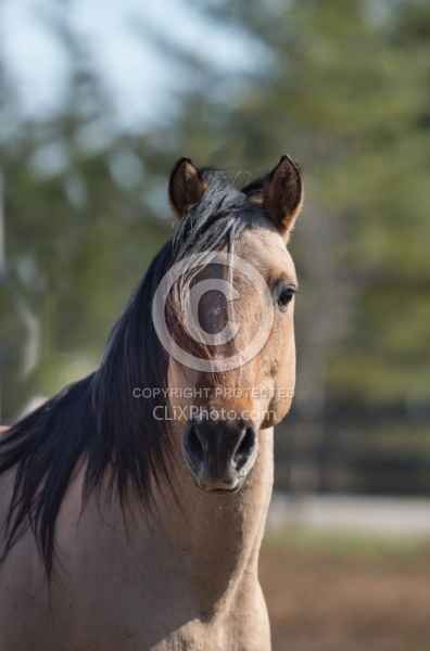 Kiger Mustang Portrait