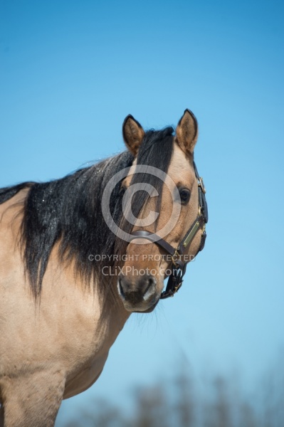Kiger Mustang Portrait