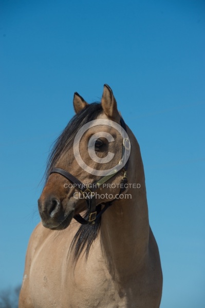 Kiger Mustang Portrait