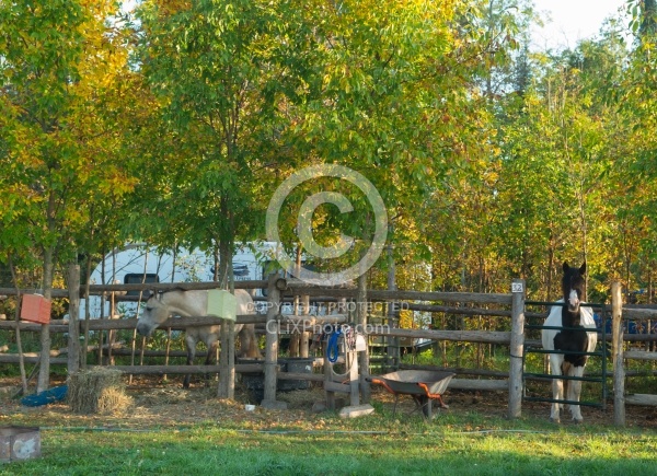 Camping at Horse Country Campground
