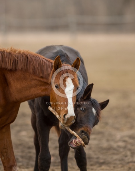 Yearlings Playing