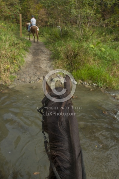 Bailey Boy Crossing the River at Horse Country Campground