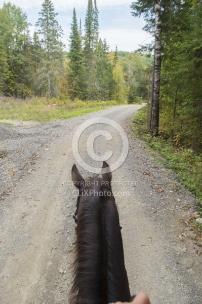 Bailey Boy on the Road to Voyageur Bay at Horse Country Campgrou