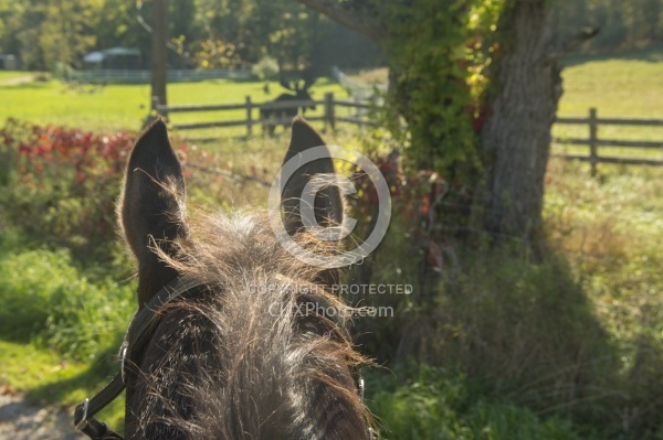 Shawn and Bailey Boy in the Water at Voytageur Bay at Horse Coun